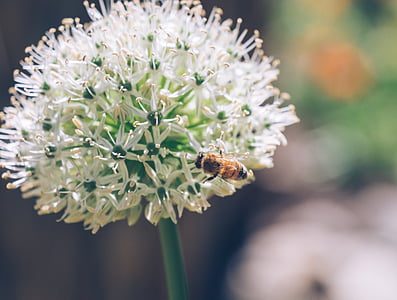 bee on white allium flower selective-focus photography at daytime thumbnail