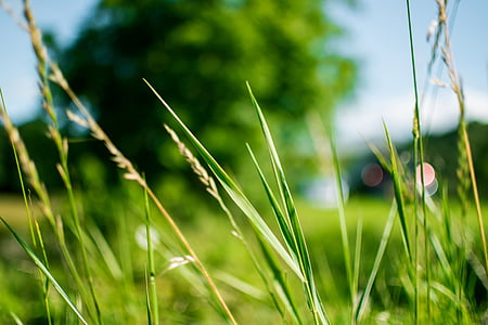 close-up photography of green grass thumbnail