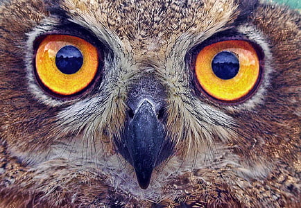 closeup photography of brown owl thumbnail