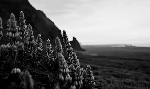 grayscale photography of petaled flowers thumbnail