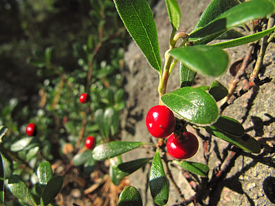 selective focus photography of red fruits thumbnail