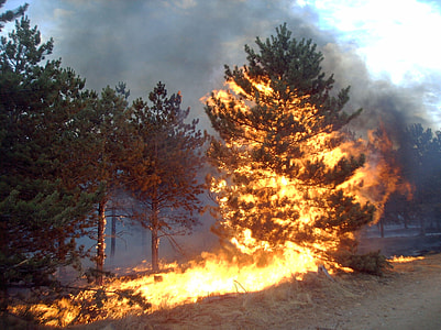 flamed tree thumbnail