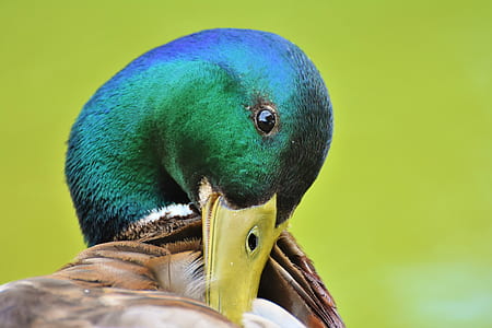 selective close-up photography of mallard duck thumbnail