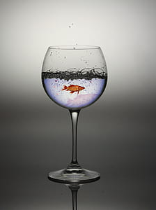 clear wine glass filled with water and orange goldfish thumbnail