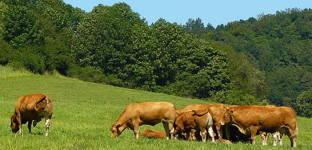 herd of brown cows at the field thumbnail