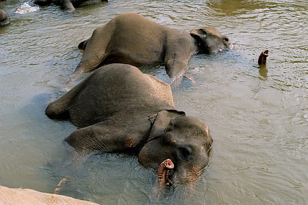 two elephants lying in body of water thumbnail