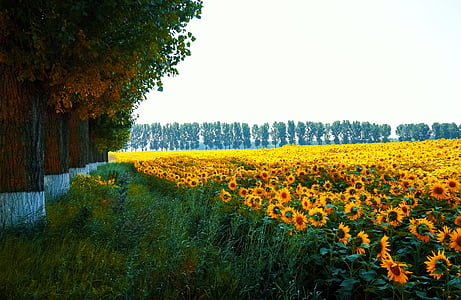 sunflower field during daytime thumbnail
