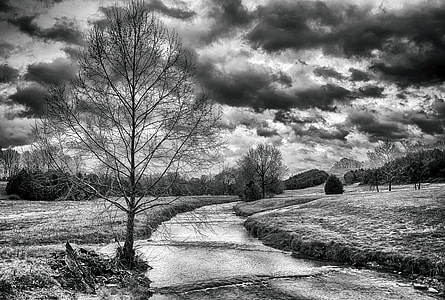 grayscale photography of dead tree thumbnail