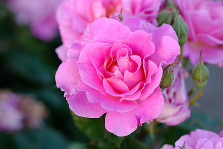 macro photography of pink carnation flower thumbnail