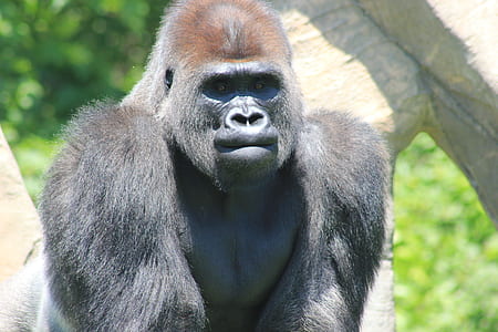 black gorilla thumbnail