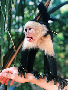 person carrying black and brown monkey thumbnail