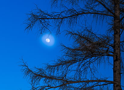 green leaf tree during night time thumbnail