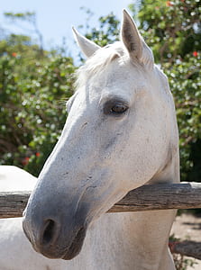 white horse with its head over brown wooden fence thumbnail