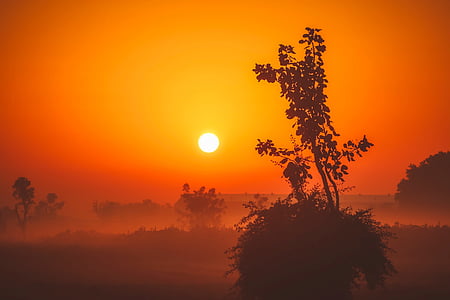 silhouette of leaf trees during golden hour thumbnail