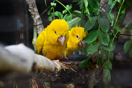 Golden Conure, Parrots thumbnail
