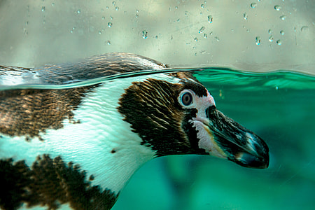 white and brown penguin thumbnail
