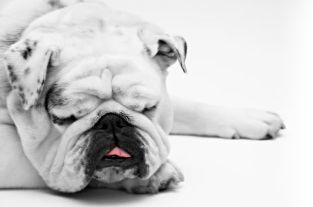 adult English bulldog in selective color photography thumbnail