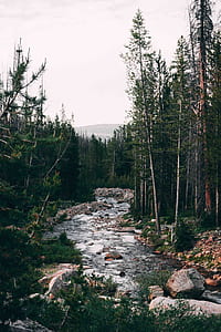 landscape of river and trees during daytime thumbnail