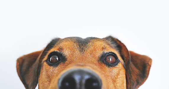 close-up photo of short-coated black and tan dog thumbnail