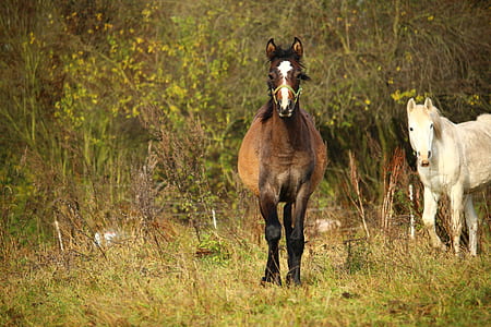 shallow focus photography of horses thumbnail