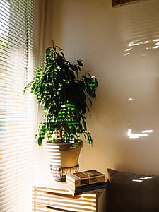 green plant thumbnail
