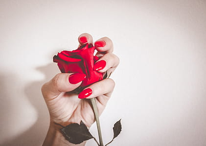 person holding red rose thumbnail