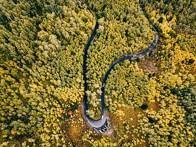 aerial photo of green trees thumbnail