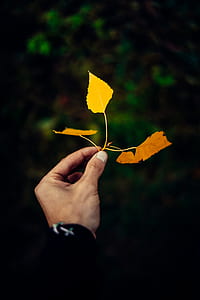 person holding maple leaf thumbnail