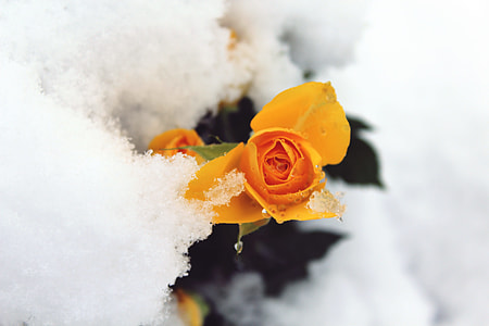 yellow petaled flowers surrounded by snow thumbnail