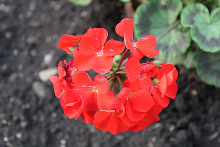 selective focus photography of red geranium flowers in bloom thumbnail