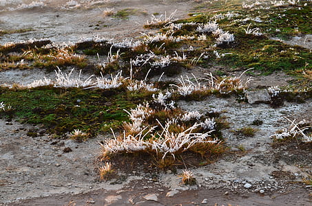 frost, nature, moss, plant thumbnail