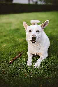 Dog playing with stick thumbnail