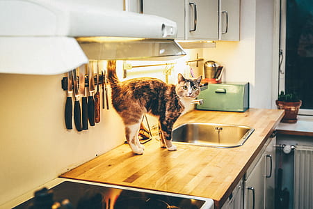 tortoiseshell cat on top of sink indoors thumbnail
