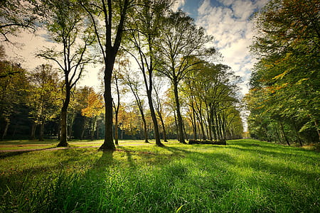 thin trees surrounded by grass field under white clouds thumbnail