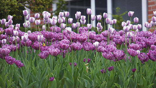 purple tulips flowers thumbnail