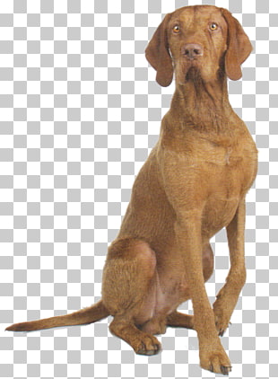 13 Wirehaired Vizsla Png Cliparts For Free Download Uihere