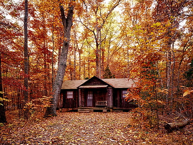 brown wooden house surrounded with maple tree thumbnail