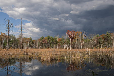 green leafed trees beside body of water thumbnail