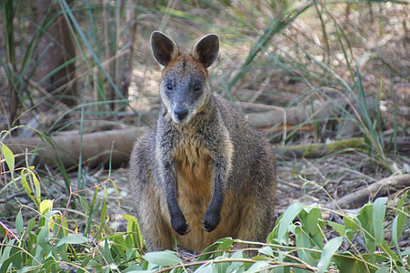 brown kangaroo on green grass during daytime thumbnail