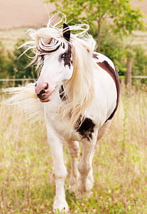 white and brown horse thumbnail