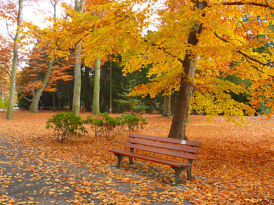 brown and black bench under tree thumbnail