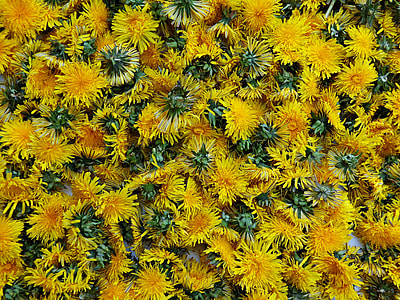 yellow flowers thumbnail