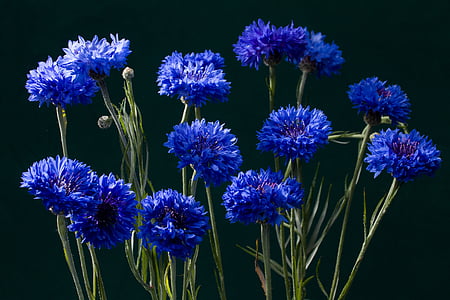 blue petaled flower thumbnail