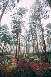 birds eye view of man near trees thumbnail