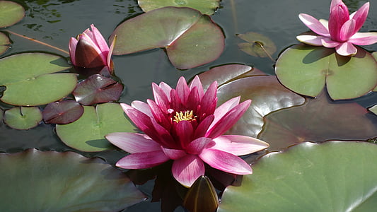 pink lotus flowers on body of water thumbnail