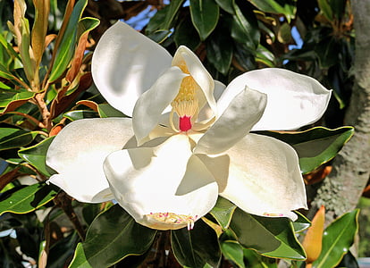 selective focus photo of white magnolia flower thumbnail