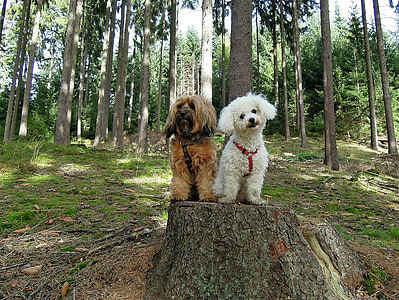 two long-coated tan and white dogs thumbnail