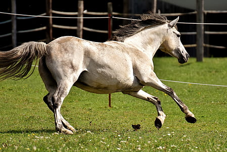 horse on field thumbnail