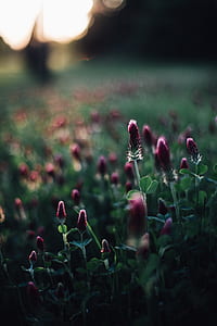 pink plants thumbnail