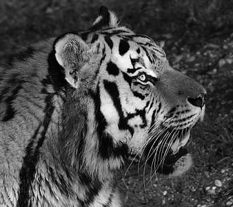 grayscale tiger photograph thumbnail